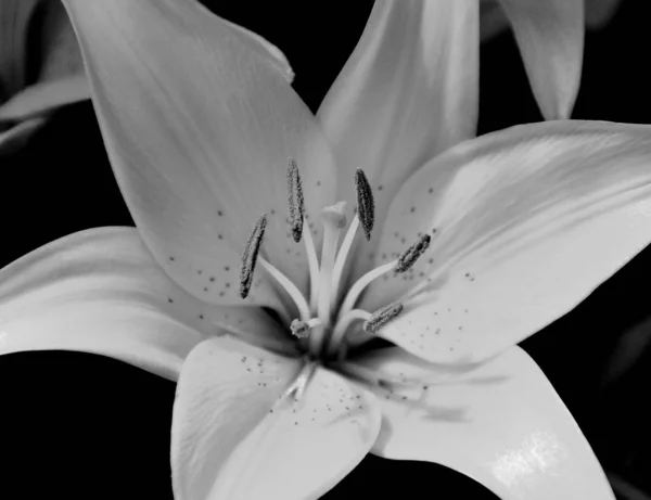 Fleur Sur Fond Noir — Photo