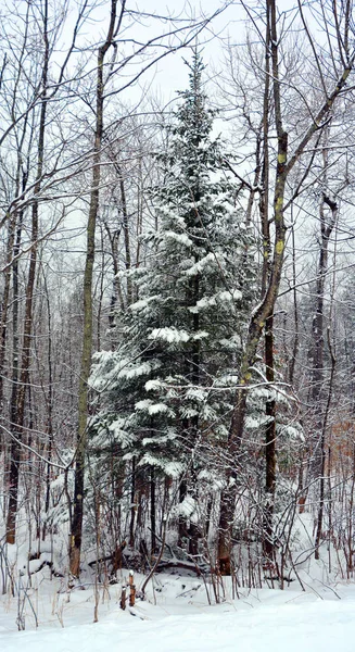 Śnieżna Droga Parku — Zdjęcie stockowe