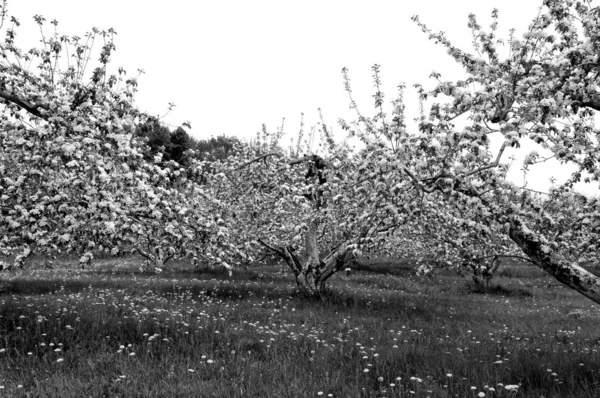 Árvores Flor Parque Primavera — Fotografia de Stock