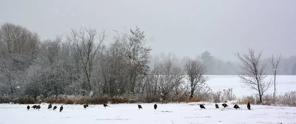 Zimowy Poranek Śnieżne Otoczenie Okropny Poranny Krajobraz Leśną Polaną Zimowy — Zdjęcie stockowe