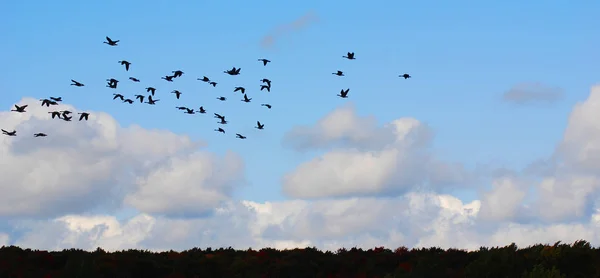 Bandada Aves Cielo —  Fotos de Stock