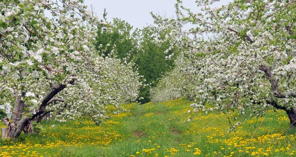 Árvores Flor Parque Primavera — Fotografia de Stock