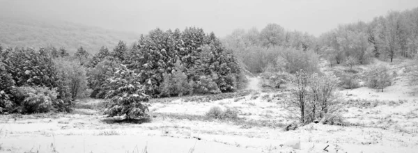 Grupo Árvores Geadas Floresta Com Neve Chão — Fotografia de Stock