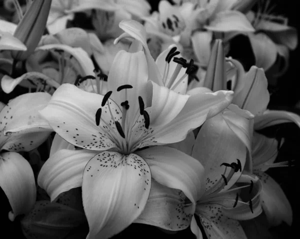 Букет Квітів Парку — стокове фото
