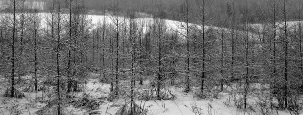 Tormenta Nieve Invierno Bosque Con Viento Soplando Los Copos Nieve — Foto de Stock