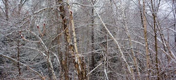 Unga Björkar Skogen — Stockfoto