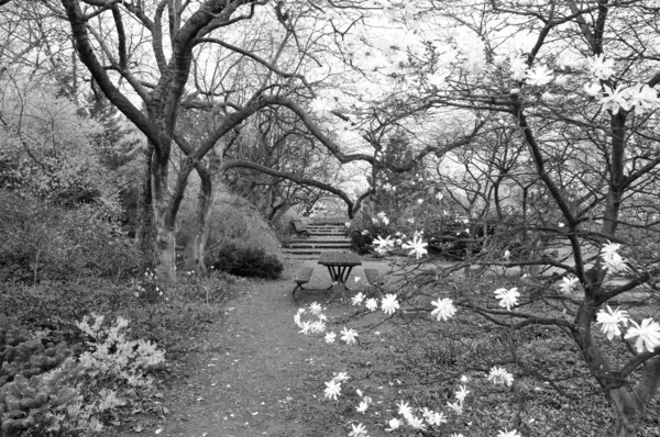 Zwarte Witte Bloemen Het Park — Stockfoto