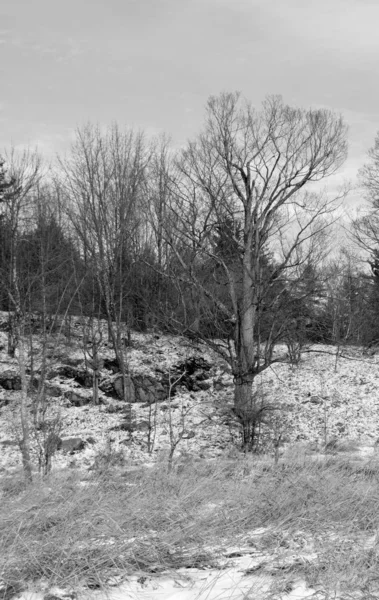 Parkta Siyah Beyaz Ağaçlar — Stok fotoğraf