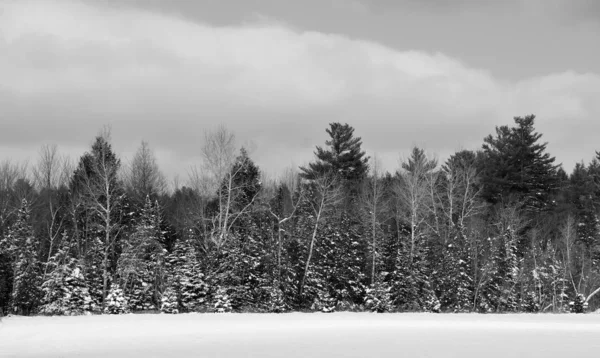 Spektakularny Las Zamarznięte Jezioro Krajobraz Przyrody Sezonie Śnieżnym Zimowym Piękne — Zdjęcie stockowe