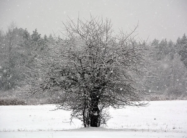 Árvores Parque Cidade Estão Envoltas Geada Linda Paisagem Inverno — Fotografia de Stock