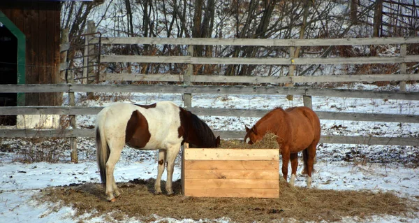 Две Лошади Ферме — стоковое фото
