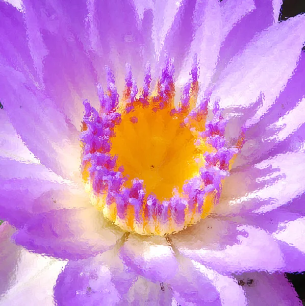 Close Beauty Water Lily Flower — Stock Photo, Image