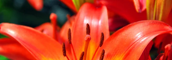 Flor Lirio Rojo Jardín — Foto de Stock