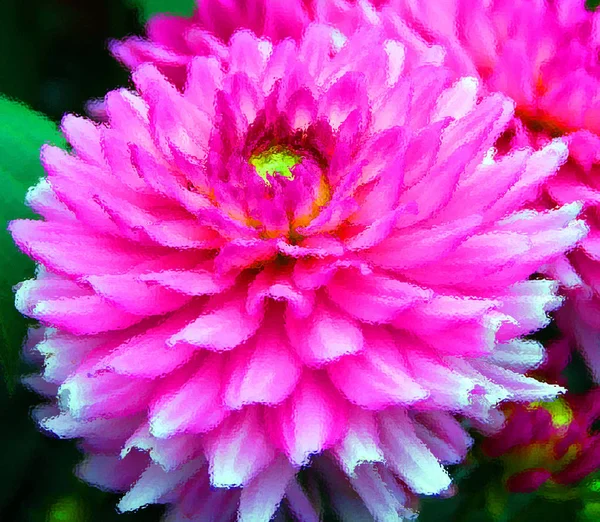 2018 Ренн Франція Квітка Далія Світло Рожевого Кольору Зеленому Тлі — стокове фото