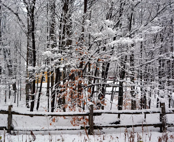 Tło Zimowe Śniegiem Drzewami — Zdjęcie stockowe
