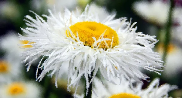 蒲公英花的特写 — 图库照片