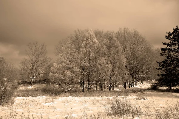 Alors Que Randonnée Dans Colorado Ces Beaux Arbres Des Cieux — Photo