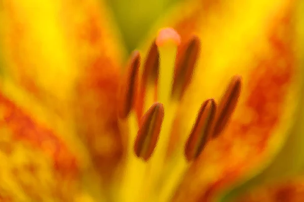 Fleurs Colorées Dans Jardin — Photo