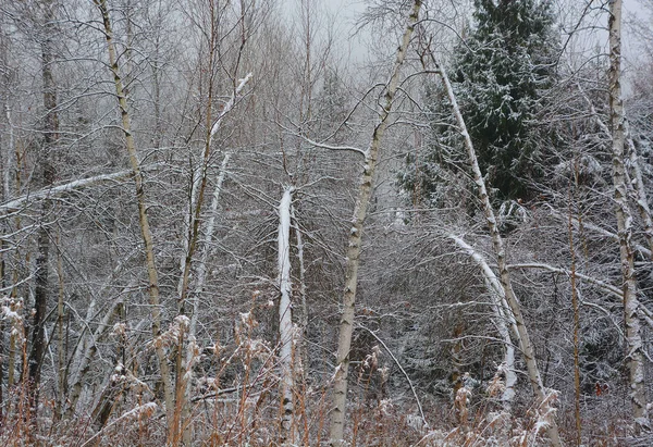 Floresta Inverno Neve Trilha Florestal — Fotografia de Stock