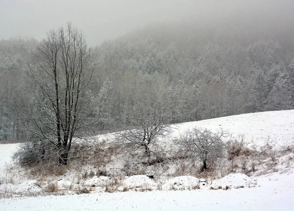 Verschneiter Wald Zur Winterzeit — Stockfoto