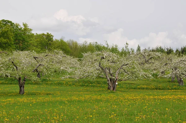 Bahar Parkında Çiçek Ağaçları — Stok fotoğraf