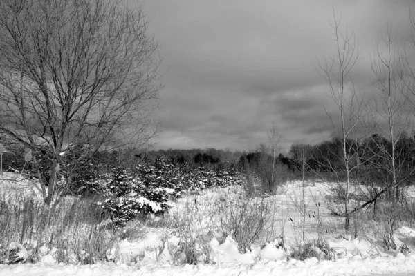 Bosque Invierno — Foto de Stock