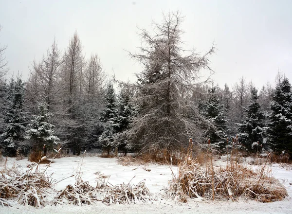Bosque Invierno Austria —  Fotos de Stock