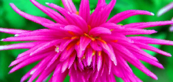 Dahlia Género Botânico Pertencente Família Asteraceae Existem Pelo Menos Espécies — Fotografia de Stock