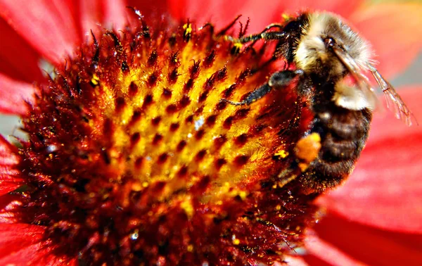 Close Bee Pink Flower — Stock Photo, Image