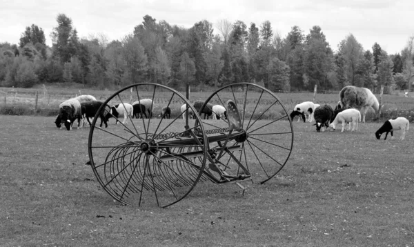 Rebanho Com Cavalo Campo — Fotografia de Stock