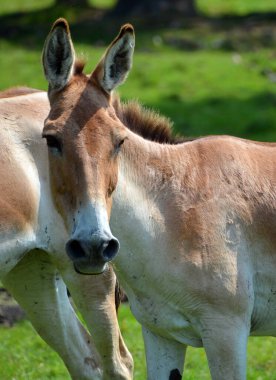 The onager (Equus hemionus), also known as hemione or Asiatic wild ass is a species of the family Equidae (horse family) native to Asia.