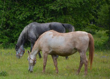 Yaz otlağında bir at.