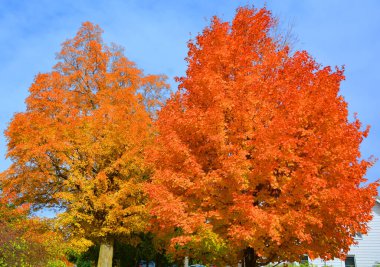 Sonbaharda renkli ağaçlarla güzel dağ manzarası