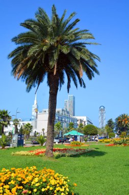 Parkta ayçiçeği palmiyeleri