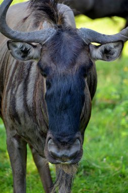 Çayırdaki bir ineğin kafası