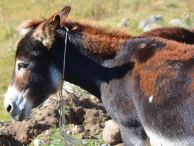 Gürcistan 'ın Kazbegi Bölgesi ve Rusya' nın Kuzey Osetya Cumhuriyeti sınırında yer alan Kafkasya 'nın Eşek Dağı' nın büyük dağları