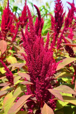 İspanya 'da zakkum, iki metreden fazla yükseklikteki coşkulu çalılıklarda yetişiyordu.