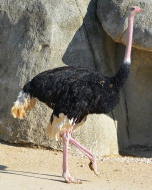 Devekuşu, Afrika 'ya özgü bir ya da iki büyük uçamayan kuş türüdür ve Struthio cinsinin yaşayan tek üyesidir..