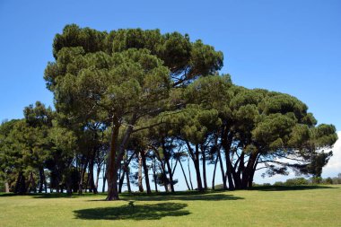 Barselona şehrinde bir park manzarası