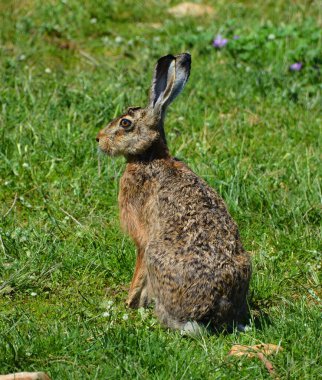 Çimlerde genç bir tavşan