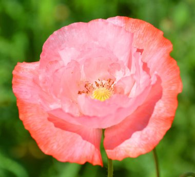 parlak kırmızı-kahverengi kadife çiçeği yakın plan, kare