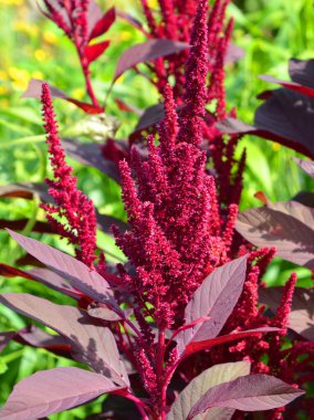 Bahçedeki güzel kırmızı çiçekler