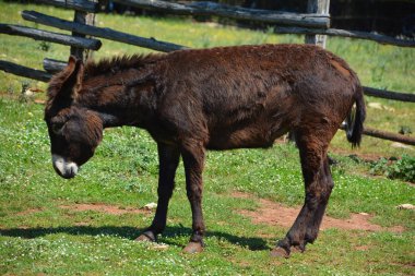 Güneşli bir günde hayvanat bahçesinde bir eşek