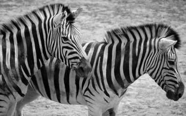 Burchell 'in zebrası ovaların güneyinde yaşayan bir zebra türüdür. Adını İngiliz kaşif William John Burchell 'dan almıştır. Yaygın isimler arasında bontequagga, Damara zebra ve Zululand zebrası yer almaktadır.
