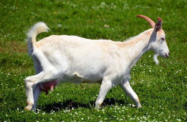 Goat Meadow — Stock Photo, Image