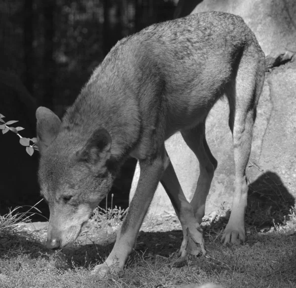 Wild Hond Close Het Park — Stockfoto