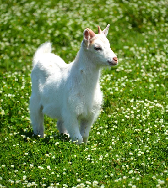 Biała Koza Zielonej Trawie — Zdjęcie stockowe