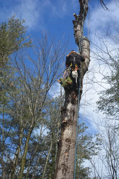 Homem Cortando Árvore Com Motosserra — Fotografia de Stock