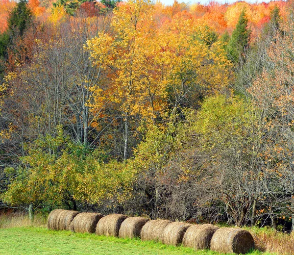 Krásná Horská Krajina Podzim Barevnými Stromy — Stock fotografie