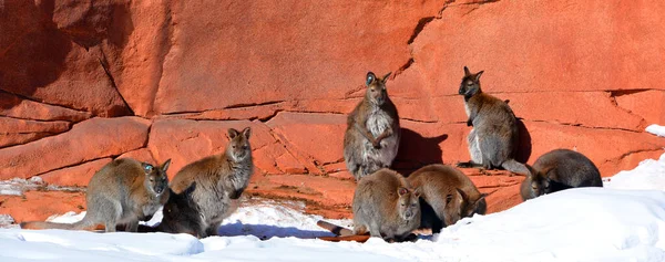 Inverno Wallaby Qualquer Animal Pertencente Família Macropodidae Que Menor Que — Fotografia de Stock